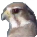 Falco Icon Studio官方版