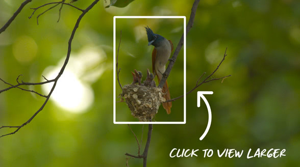 ON1 Photo RAW MAX 2026中文版